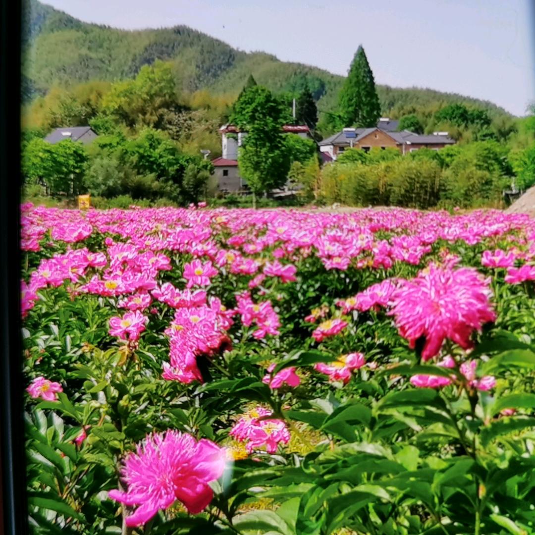 葉嘉丞