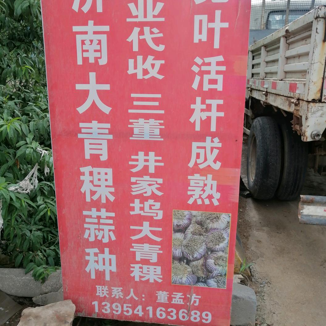 济南商河白桥宽叶大青棵蒜种基地