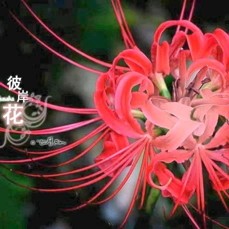 @彼岸花开