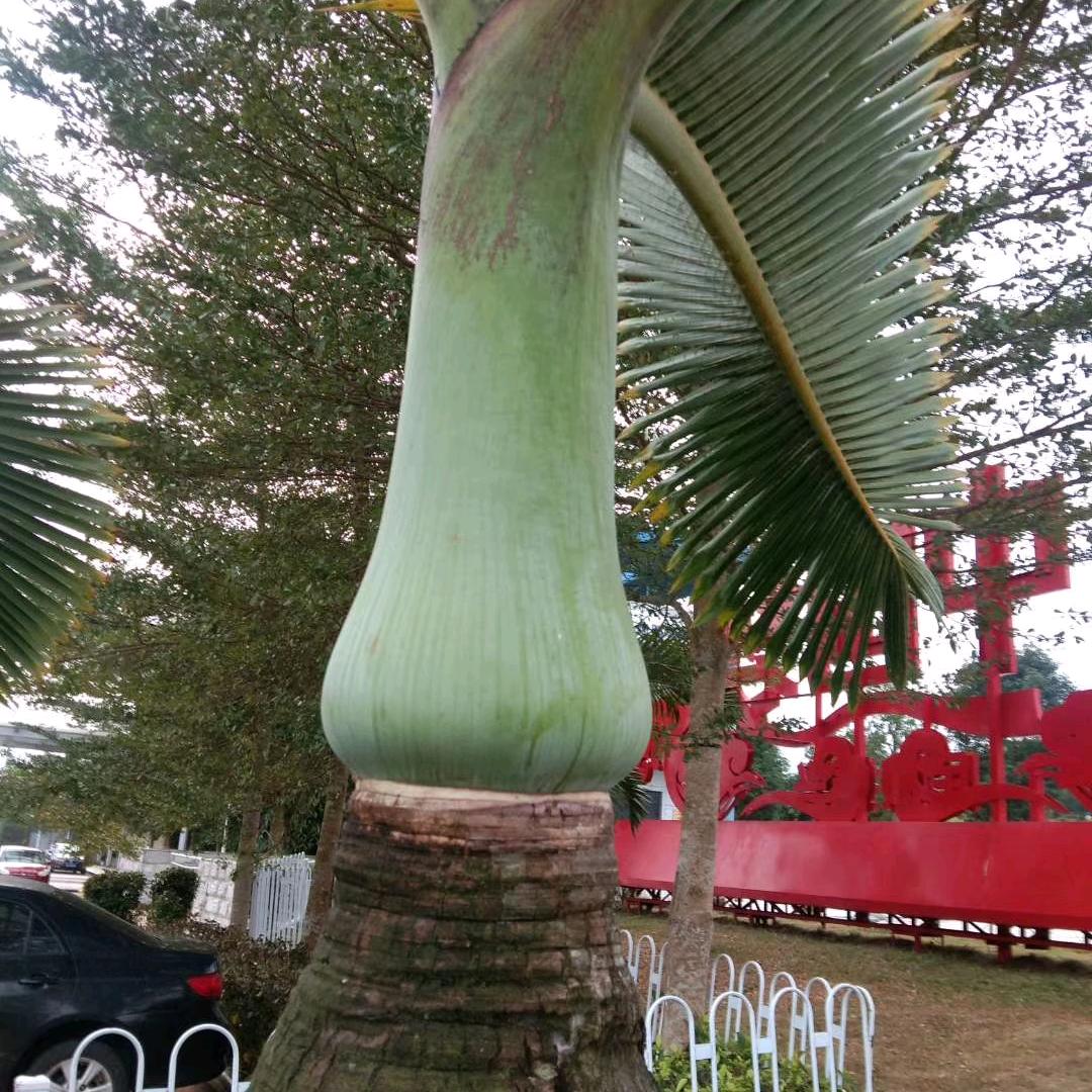 吉祥短剧