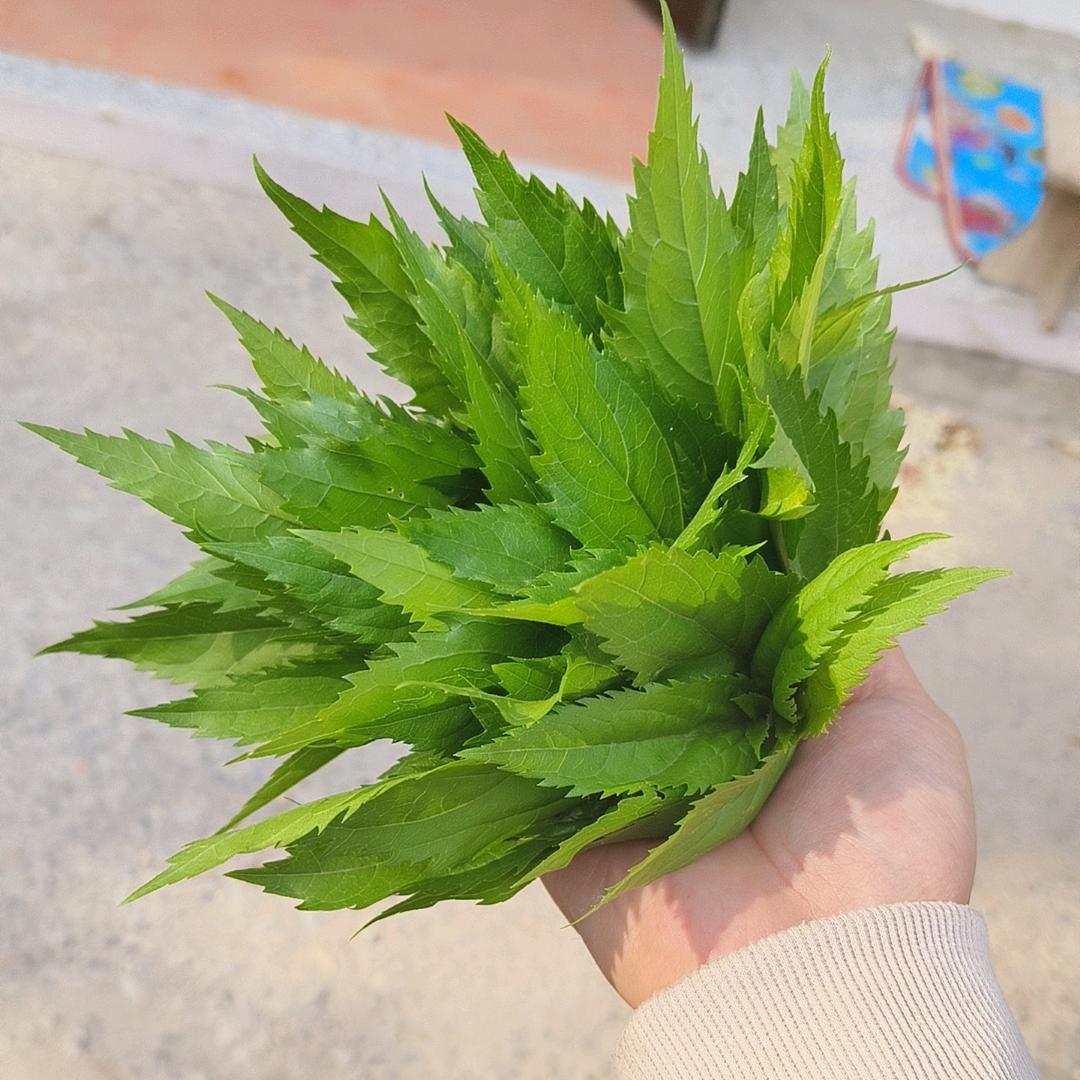 豆苗