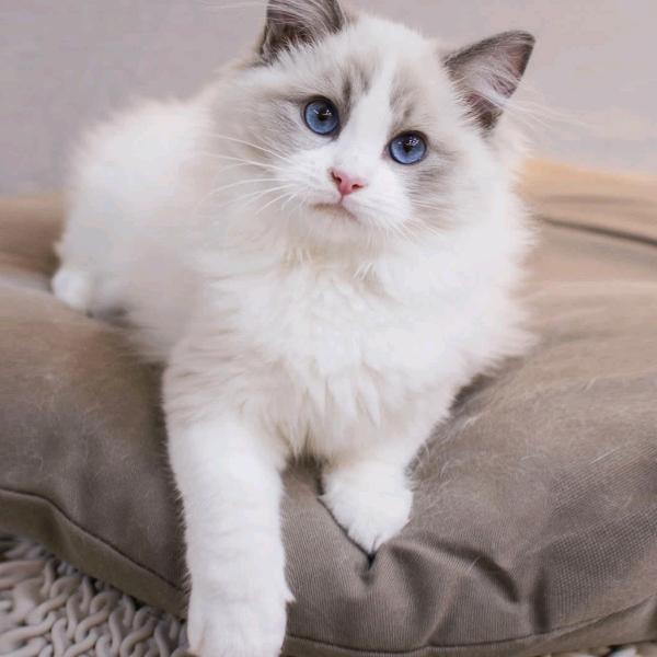 千衣变女装商行