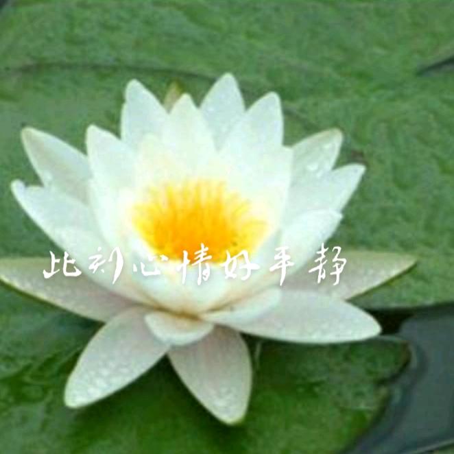 叶子