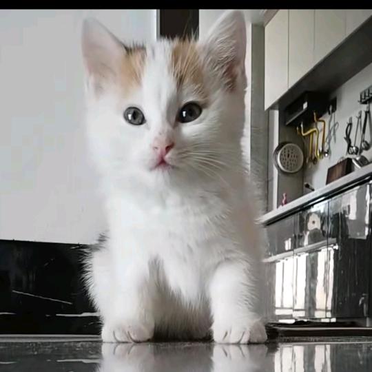 多多是只猫
