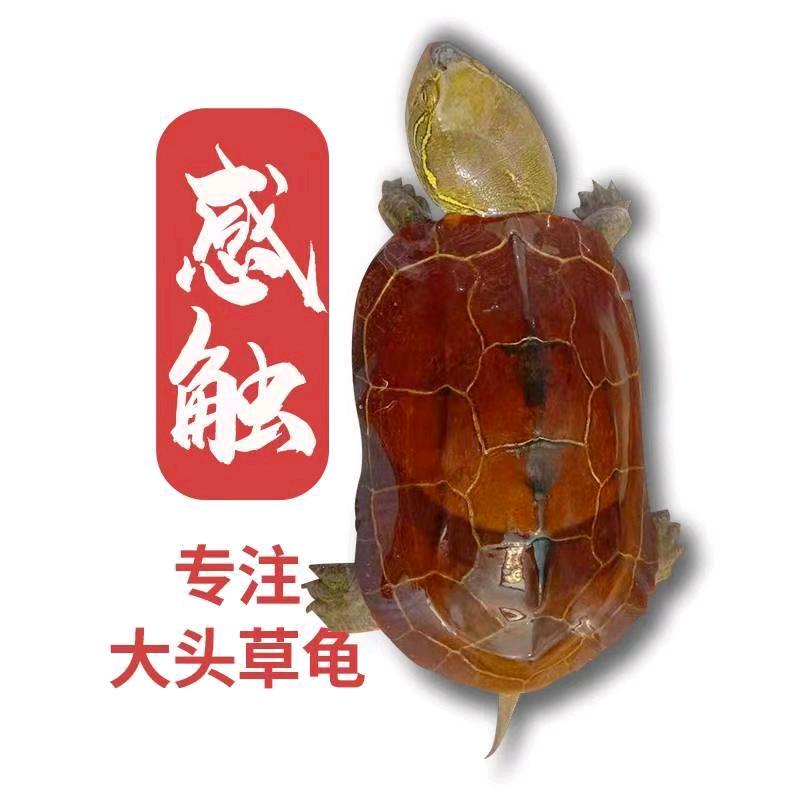 感触出品