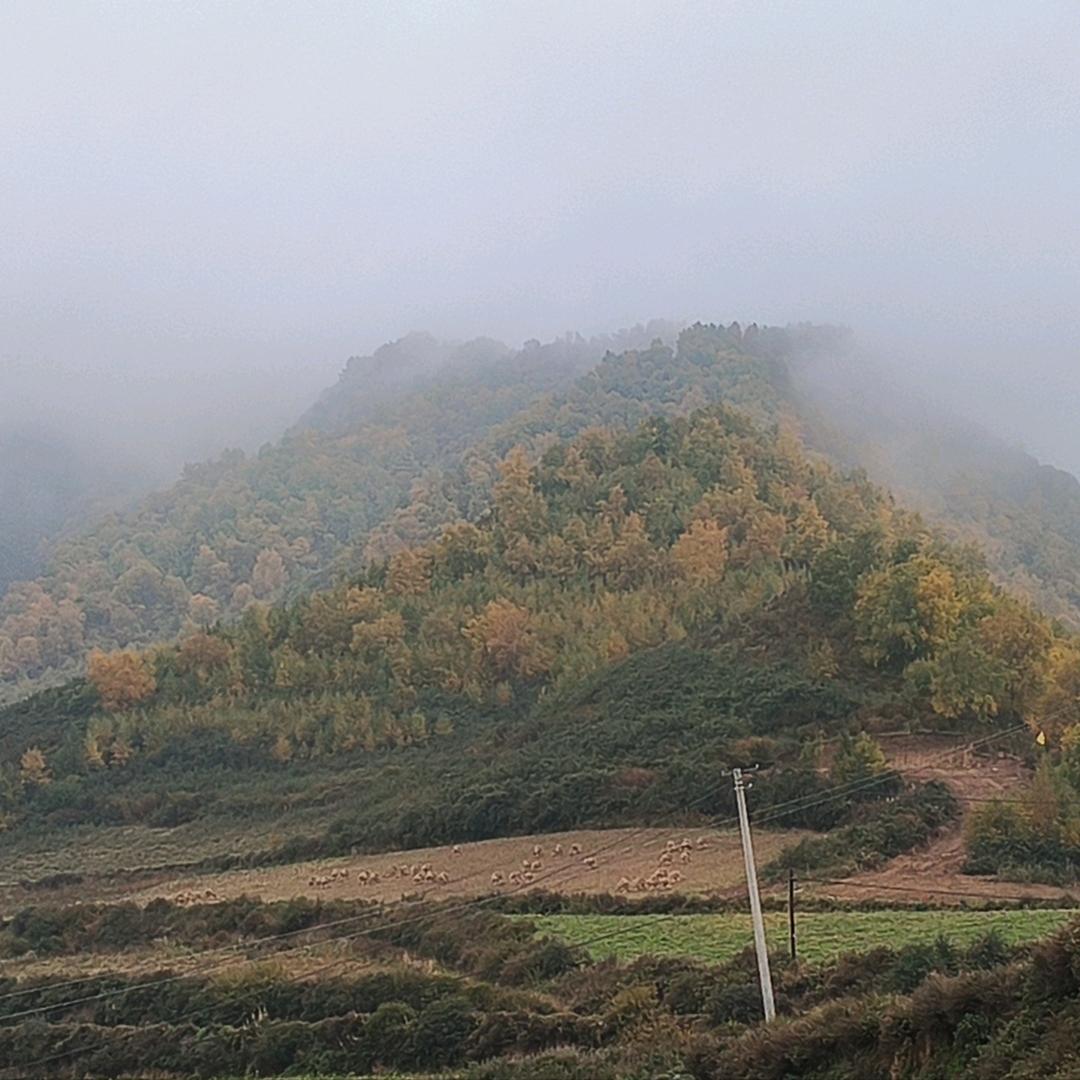 37.2℃的昙花一现