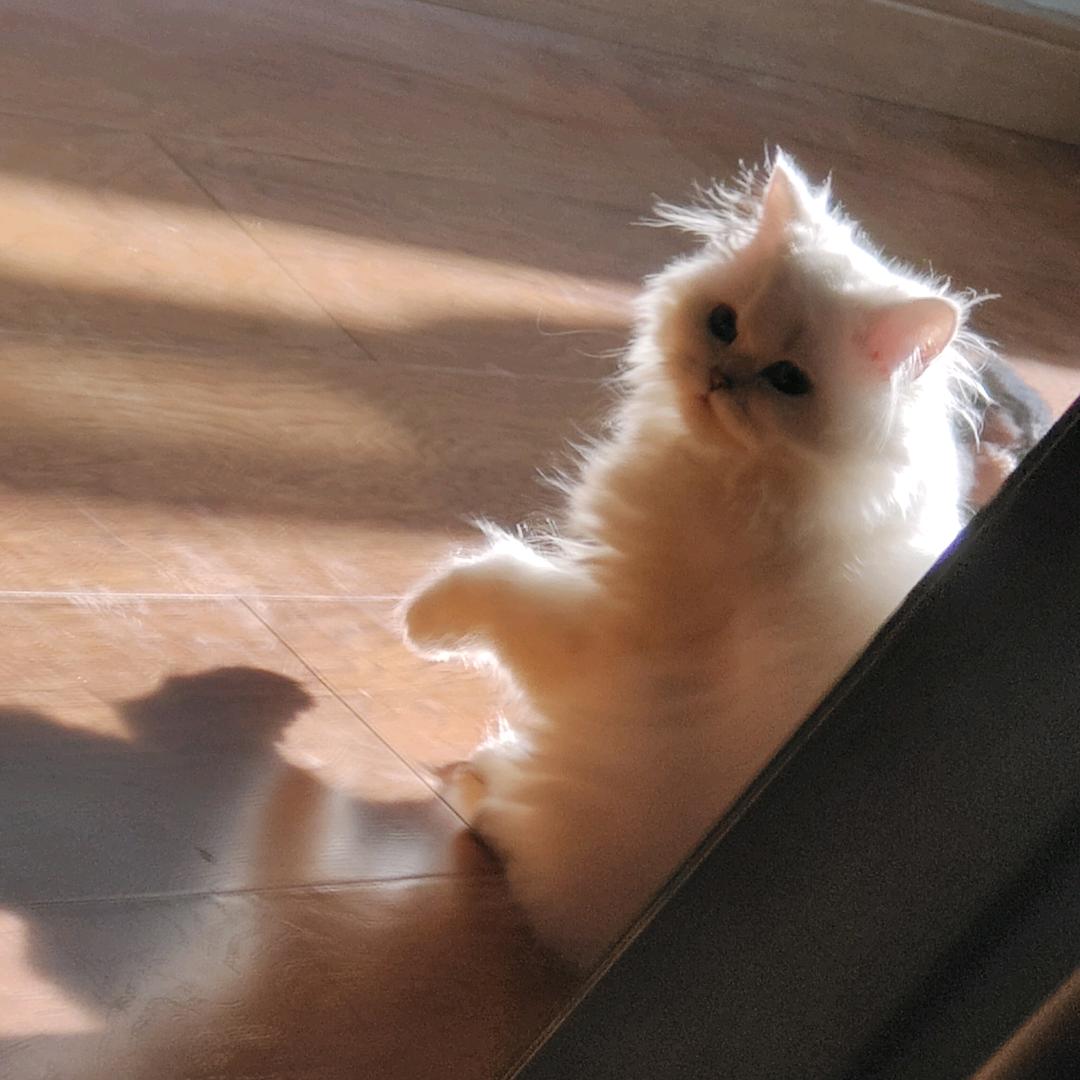 三只戏精小猫咪