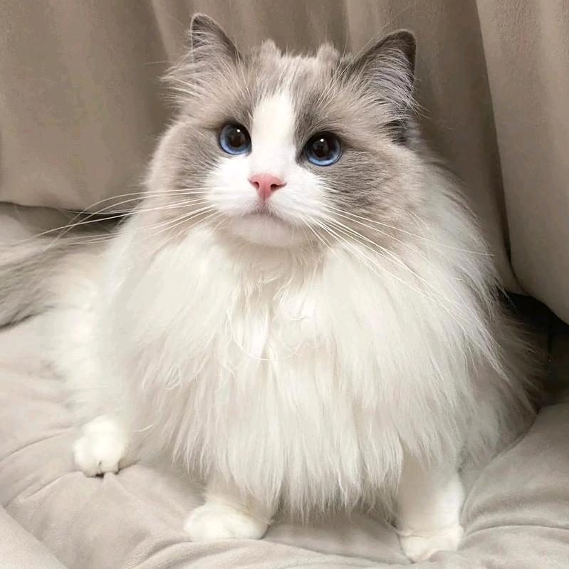 爱咪家的布偶猫