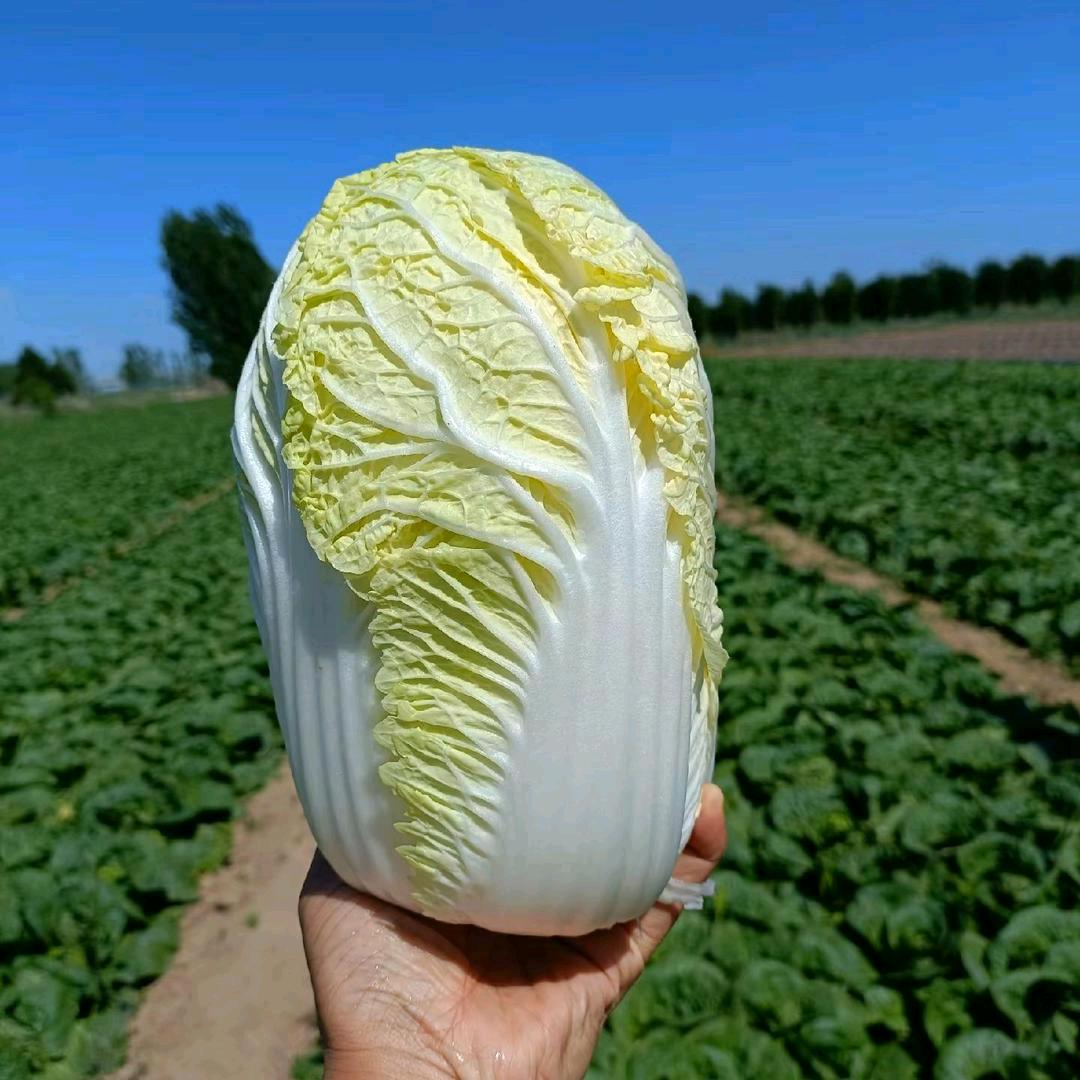 ❤️娃娃菜❤️