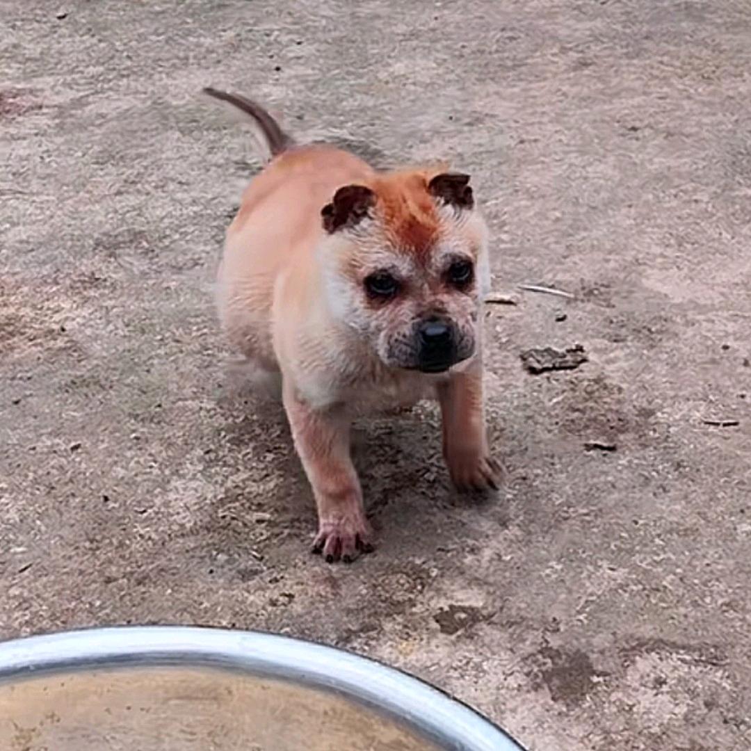 广西北流市晴暖宠物