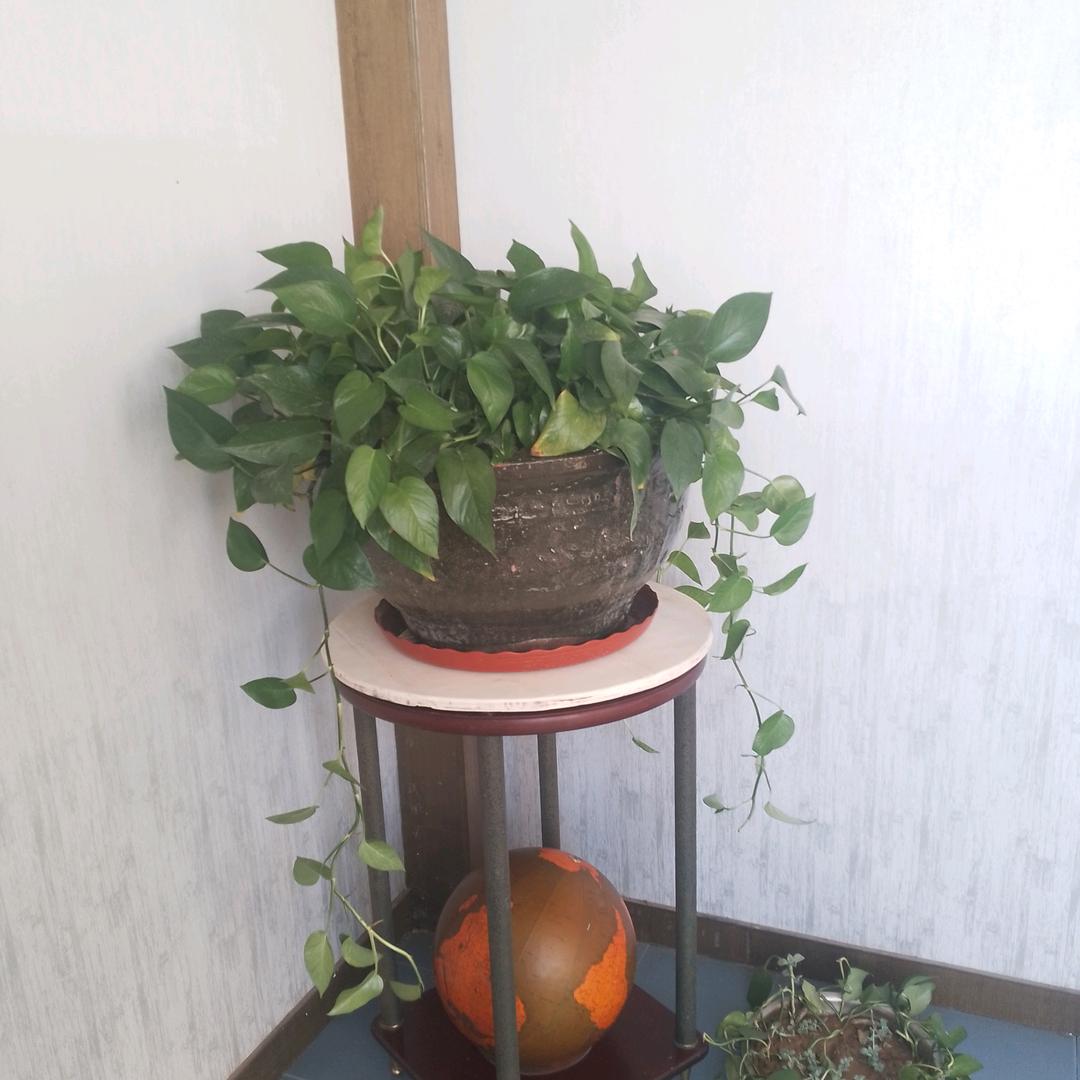 卡洛基   半封闭压缩机