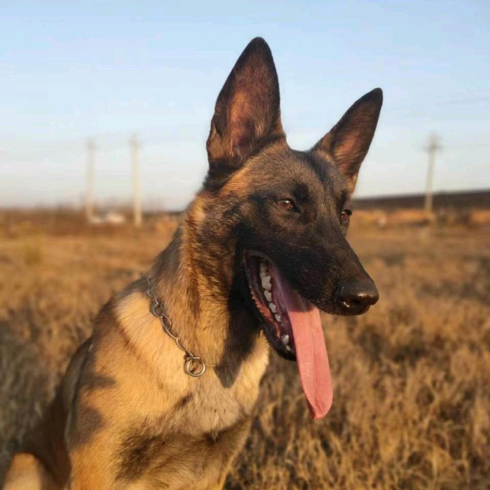 新安犬王🎤🎤