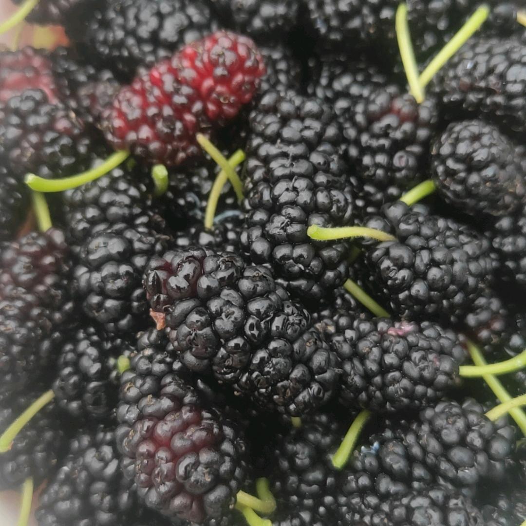 落叶归山海，我归哪