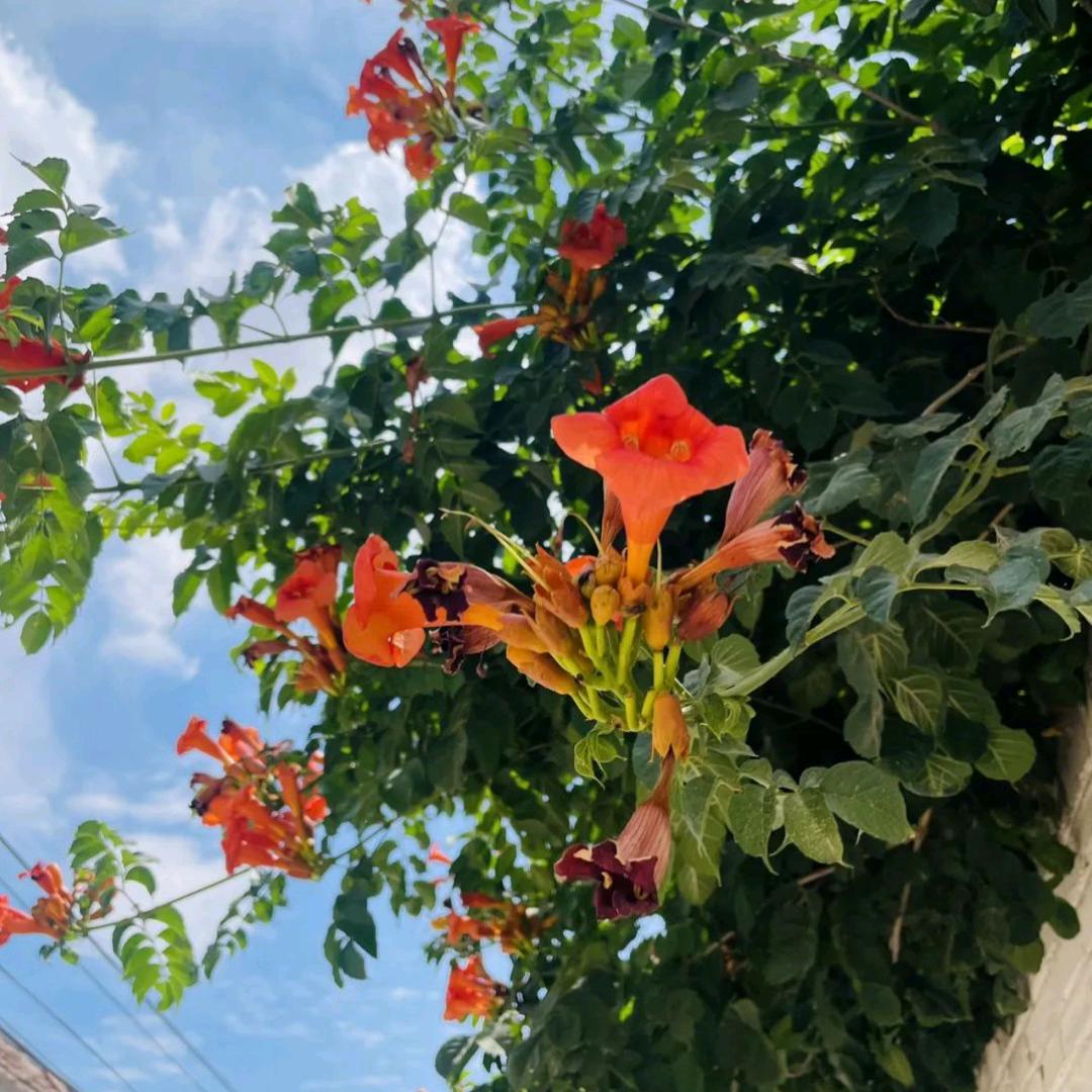 菊兰