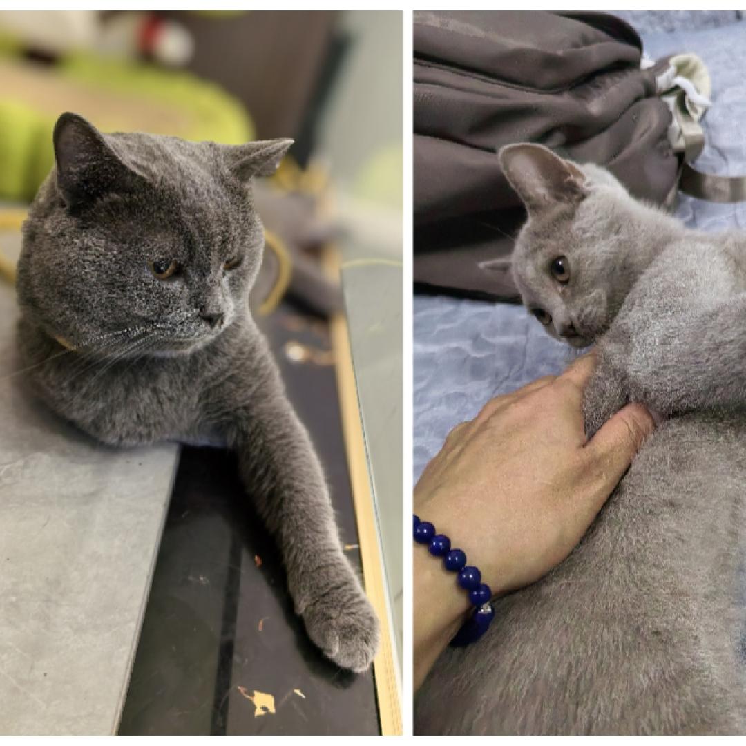 逗逗，元宝和一群小鸡🐥