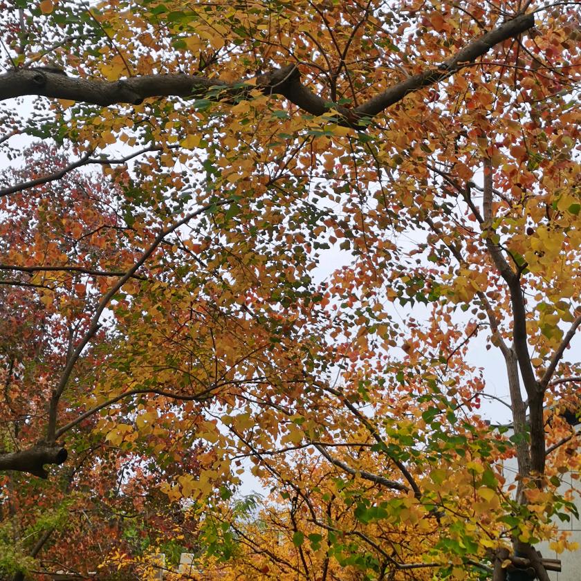 平安（晚上十点首播）