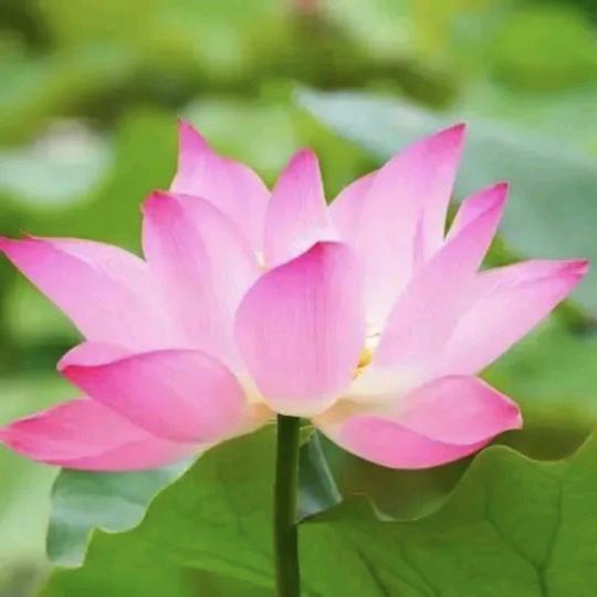 刘春芳