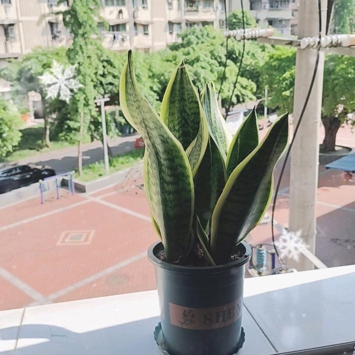 坚韧
