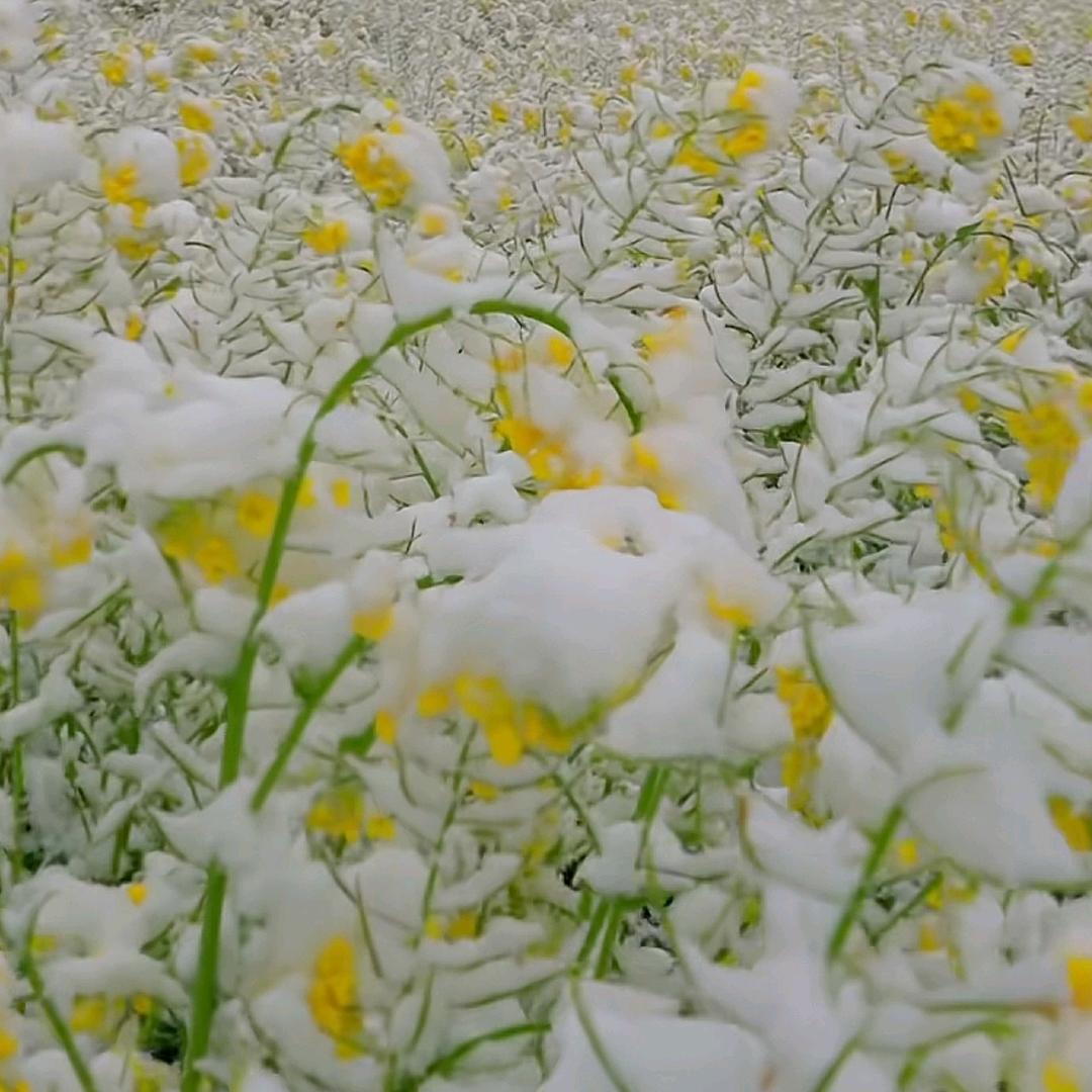 多彩提子园（深溪湿地公园旁）