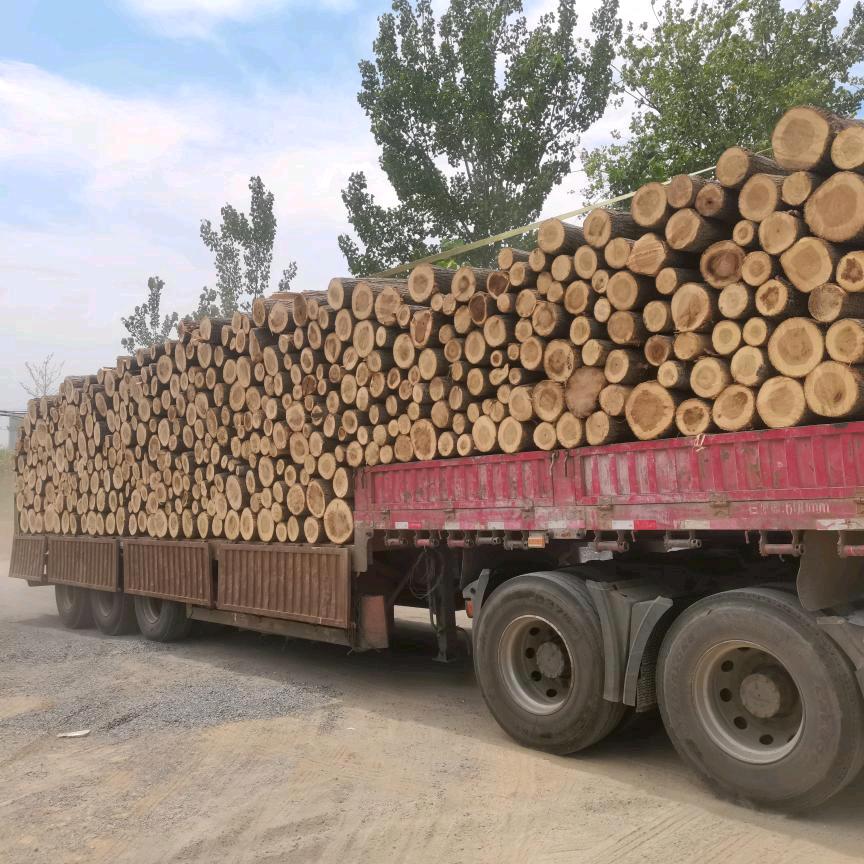 夏小姐的周先生