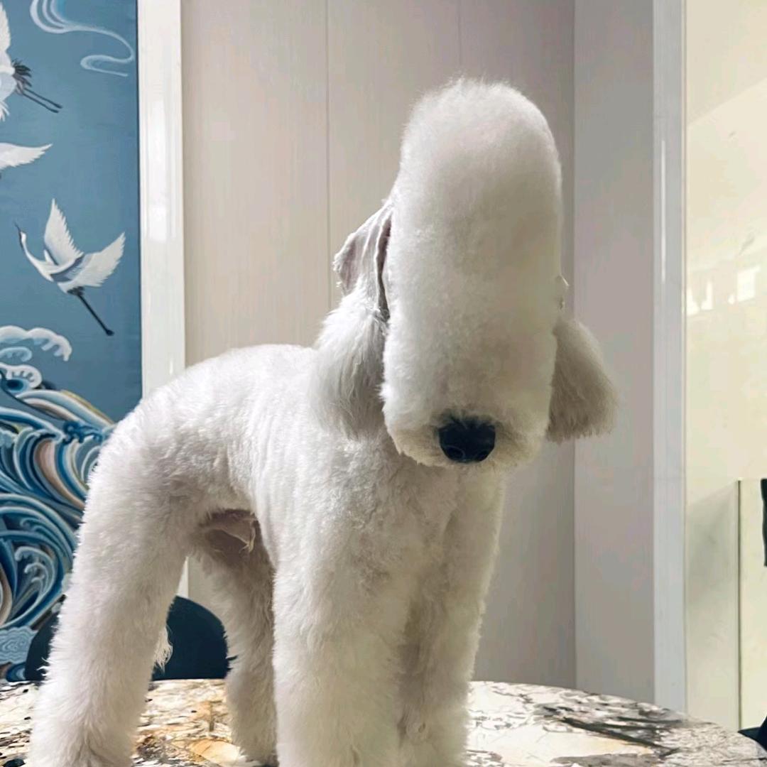 独宠一生(贝灵顿梗幼犬出售中）