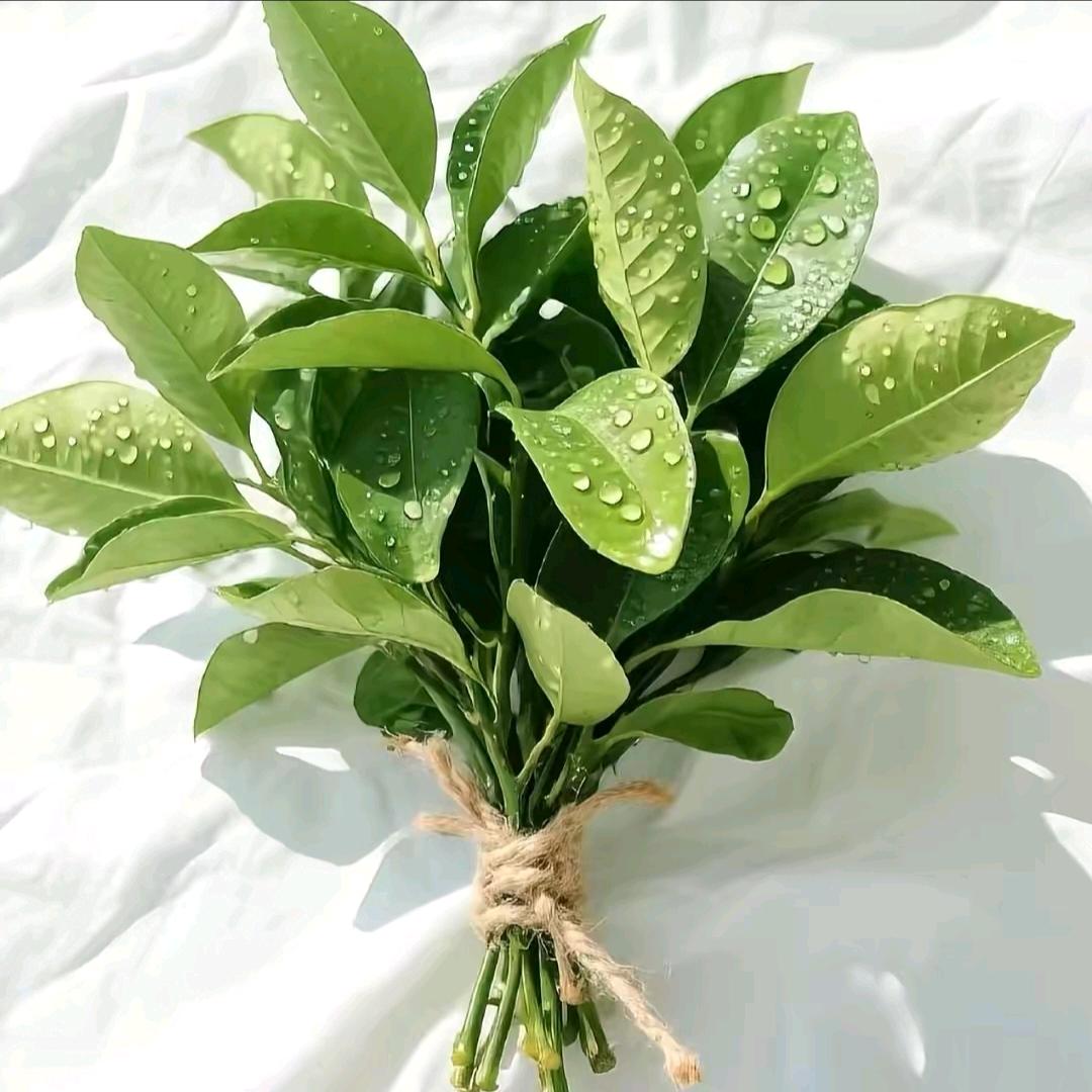 小笼包是一嘉人