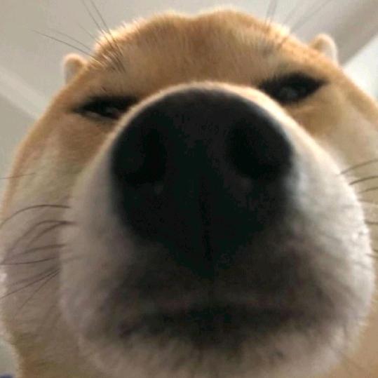 大聪明在此