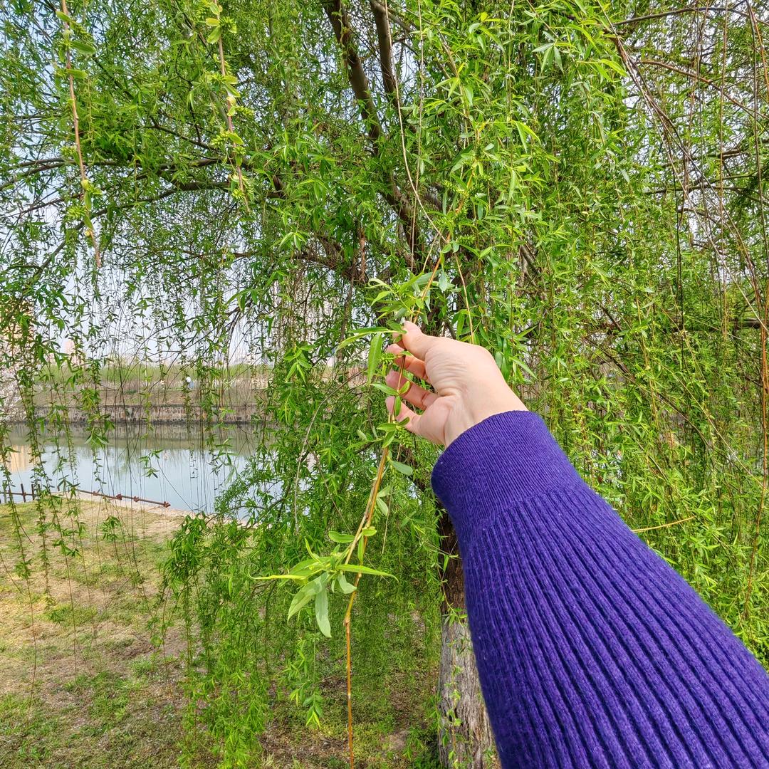 烨宝