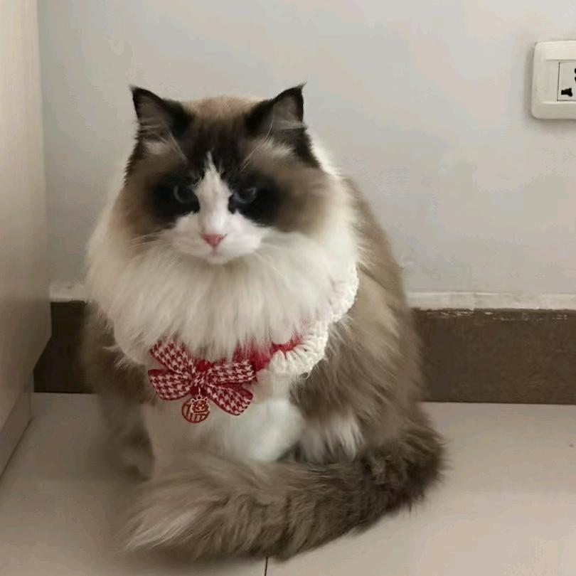 嘟嘟小猪