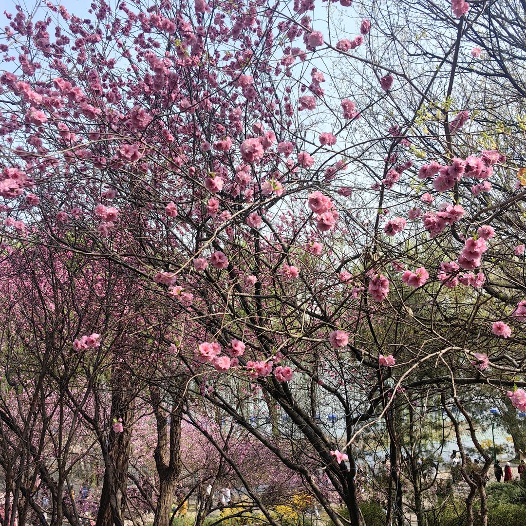 虎刘