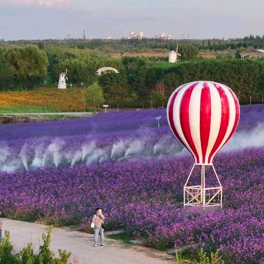 宁夏薰衣草庄园园长♛