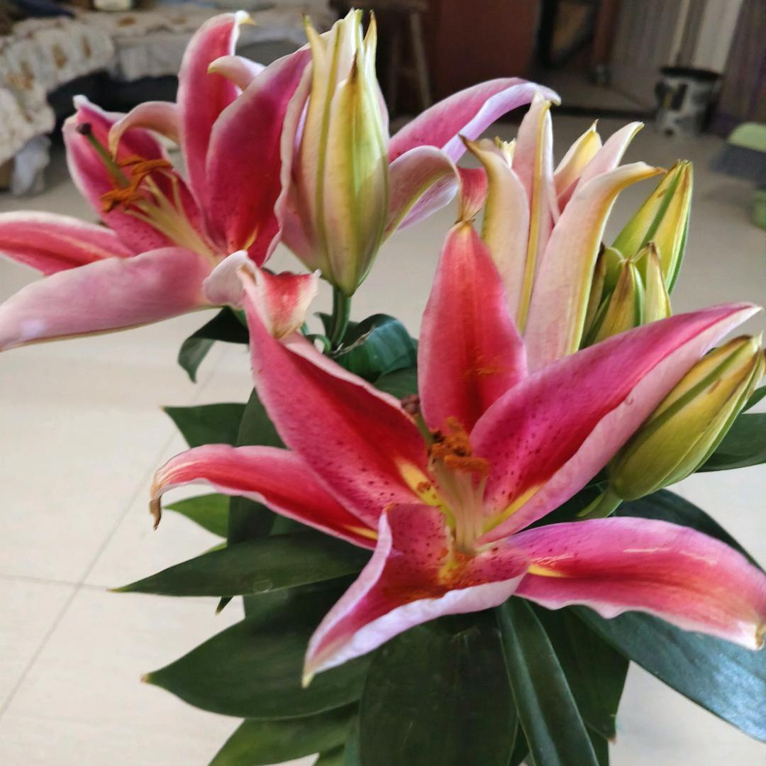 ᨳ້໌ᮨᤢᤣ 赵᭄ꦿ༗