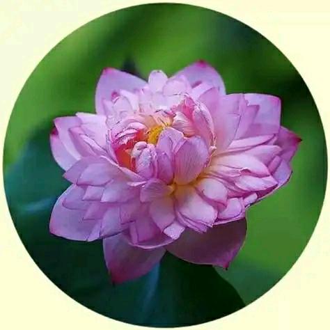 山茶花开在年糕里