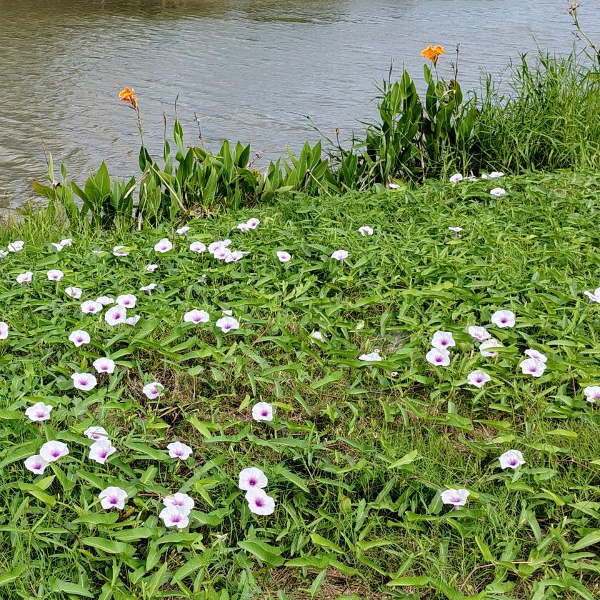 🦋ঞ田.颜密语꧔ꦿ୧⍤⃝