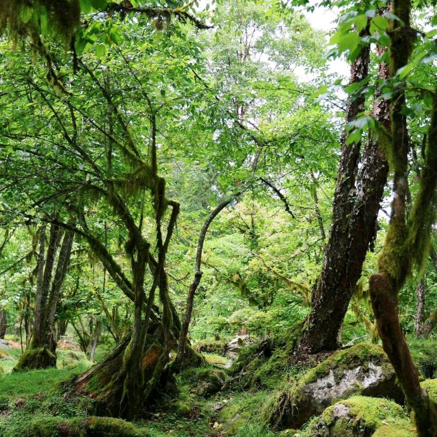 山茶花遇到白玫瑰