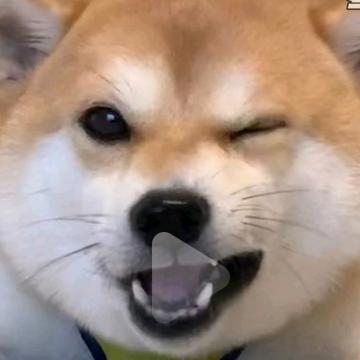 猪贝贝