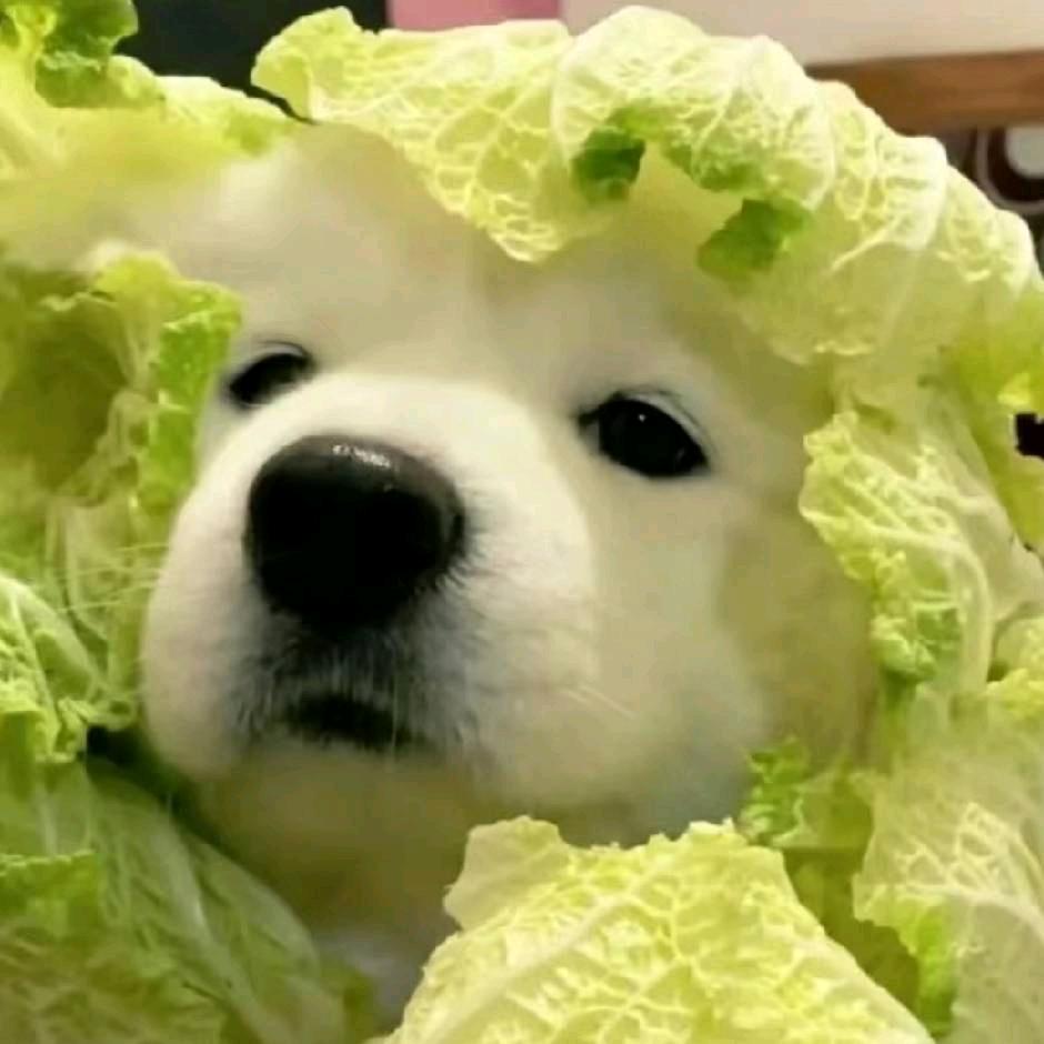大白菜W