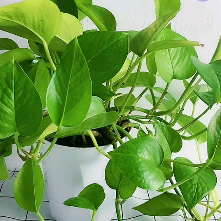 港粤清