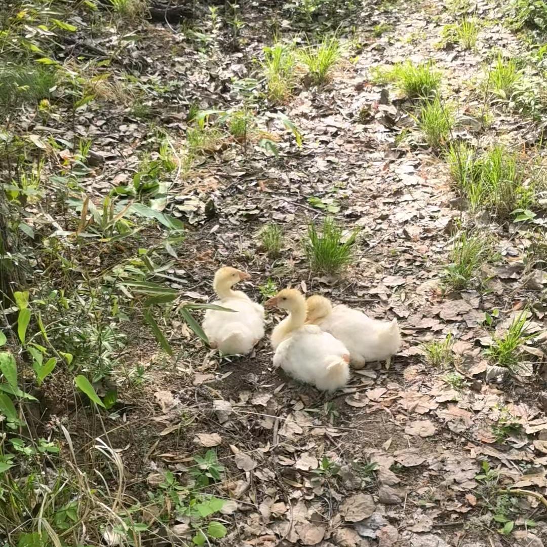 大山上的农场（建设中）