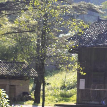 黄豆的山居生活