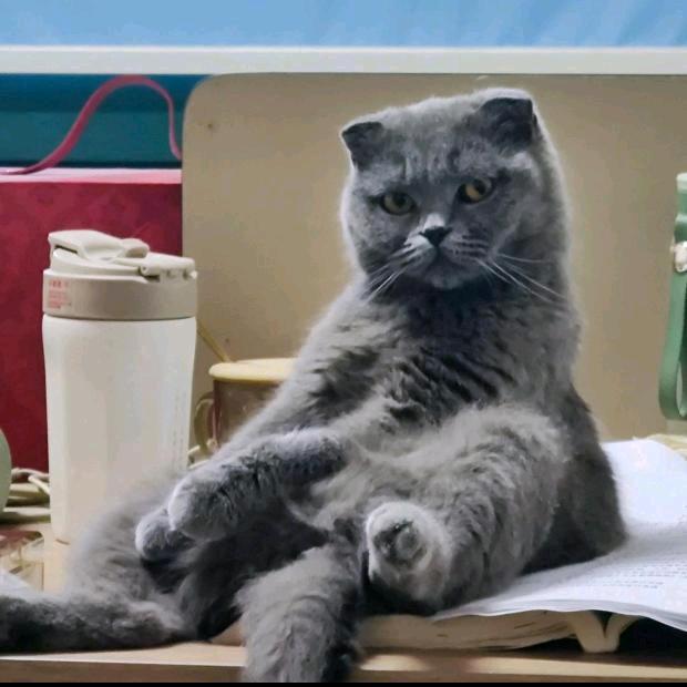折耳猫（七七）