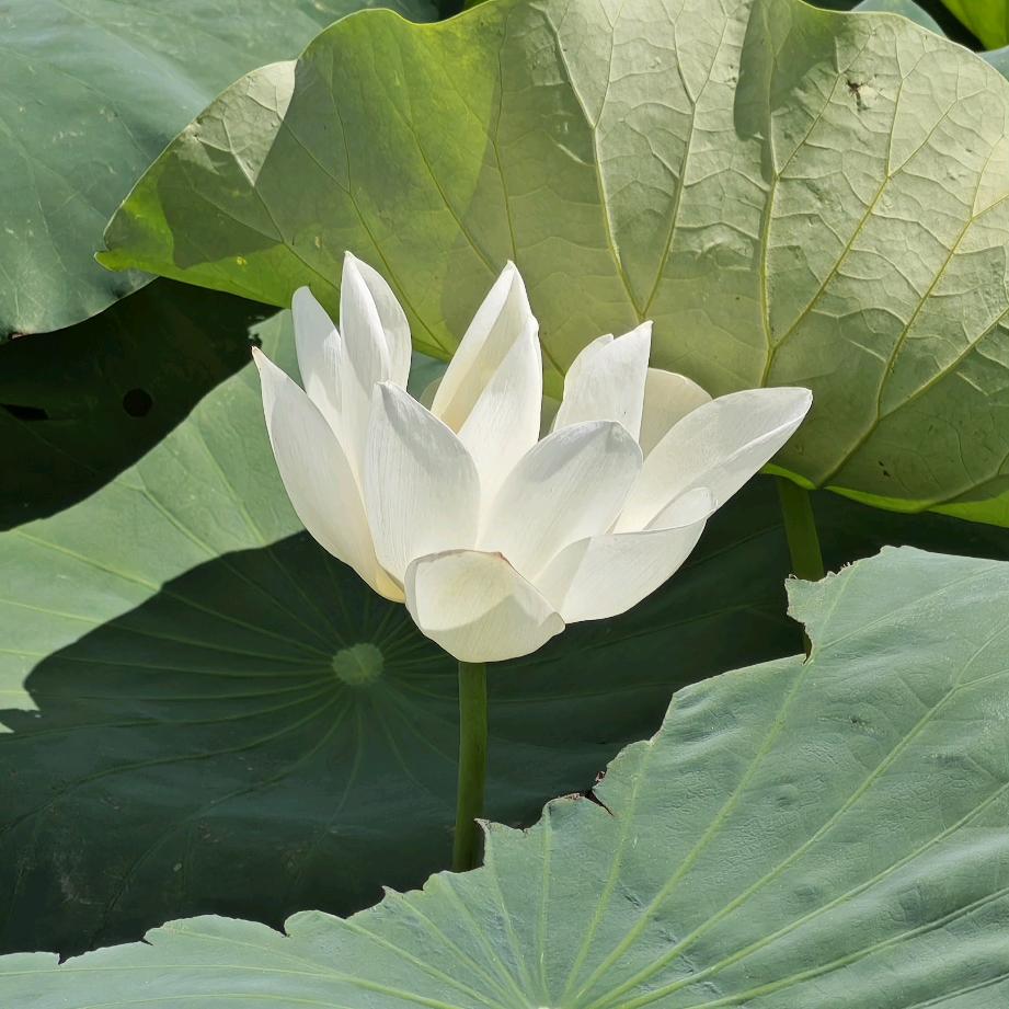 菩提❤️