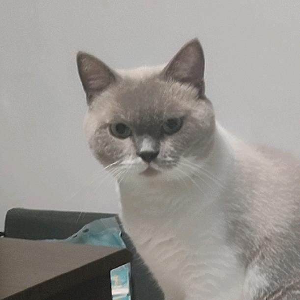 肉蛋是个小老头