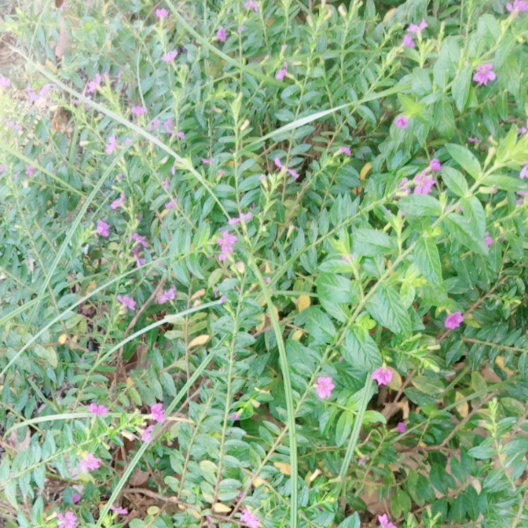 🍀🌸陌🍀🌸路🍀🌸人🍀🌸