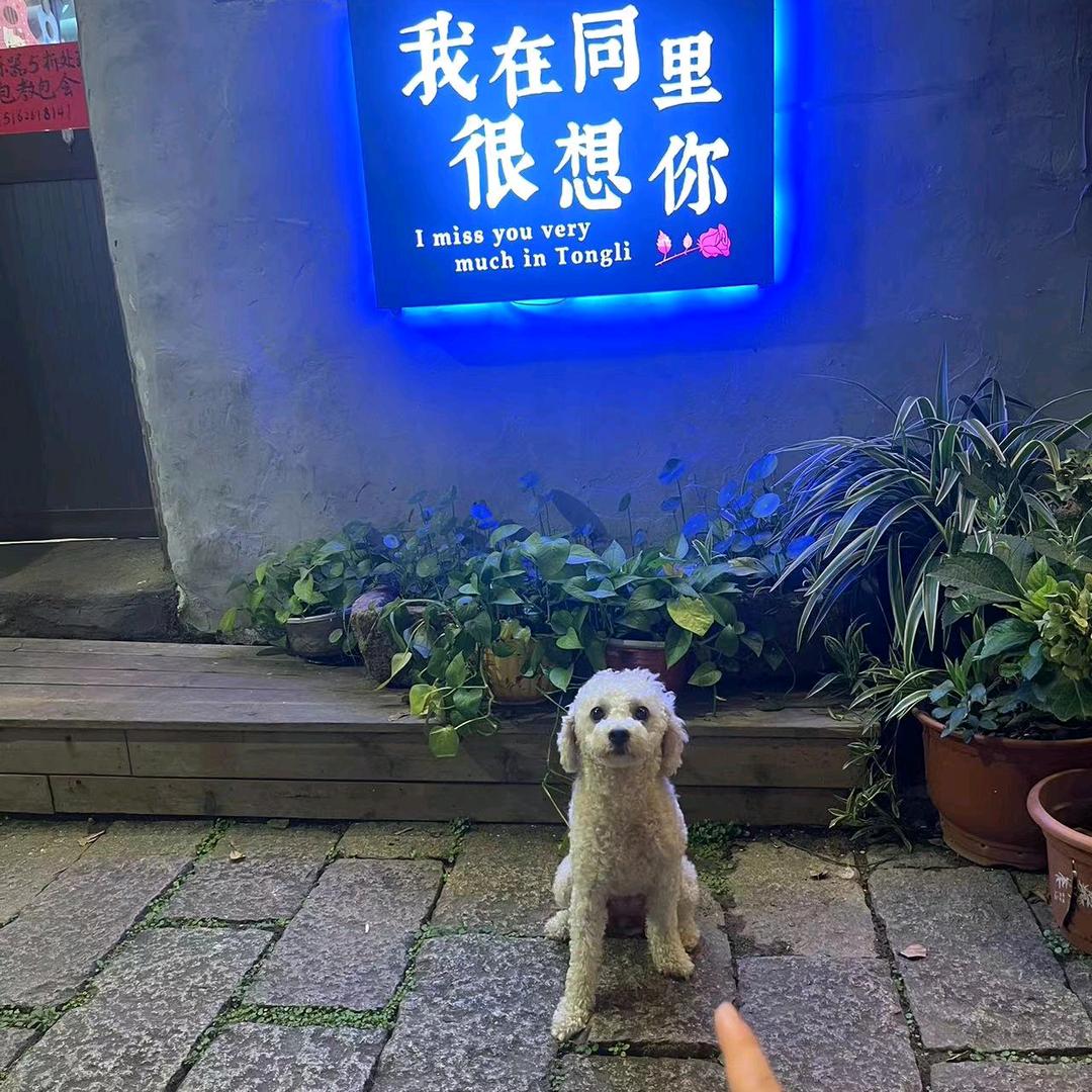 猴子
