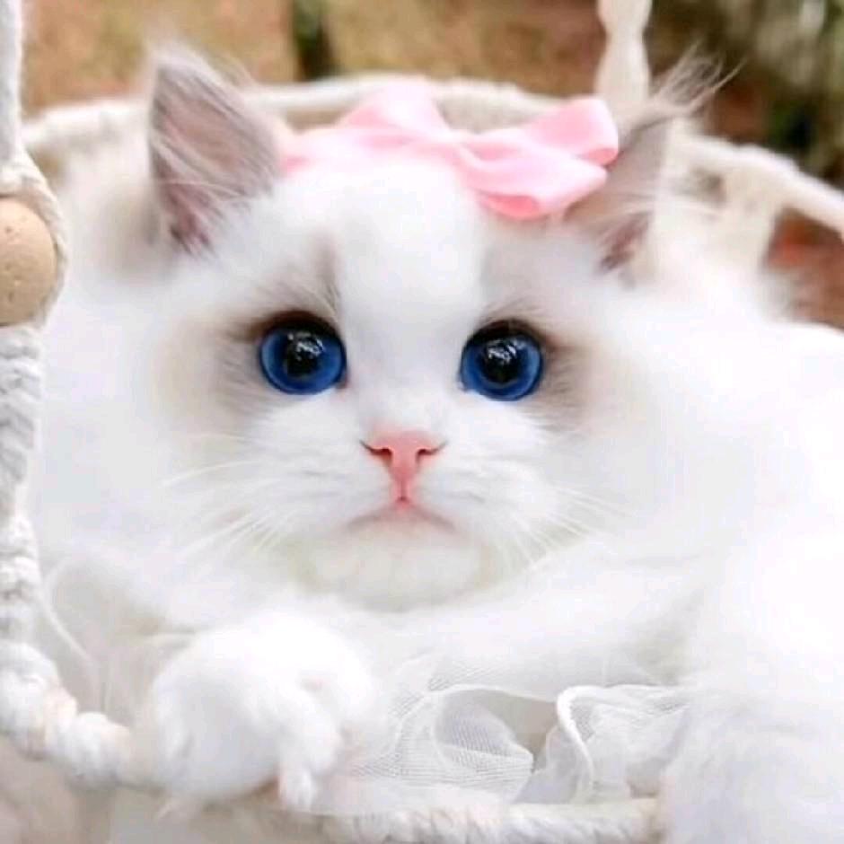 绒绒小猫