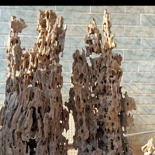 寻找沉水龙骨木