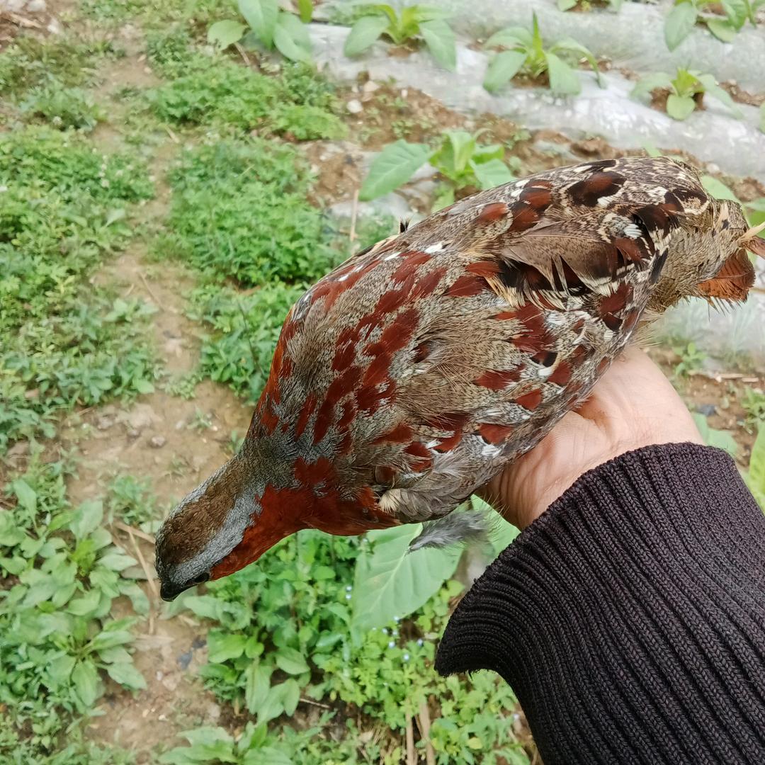 哥是天上一条龙🐉