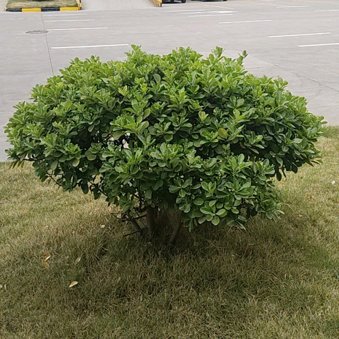 程缘卫了