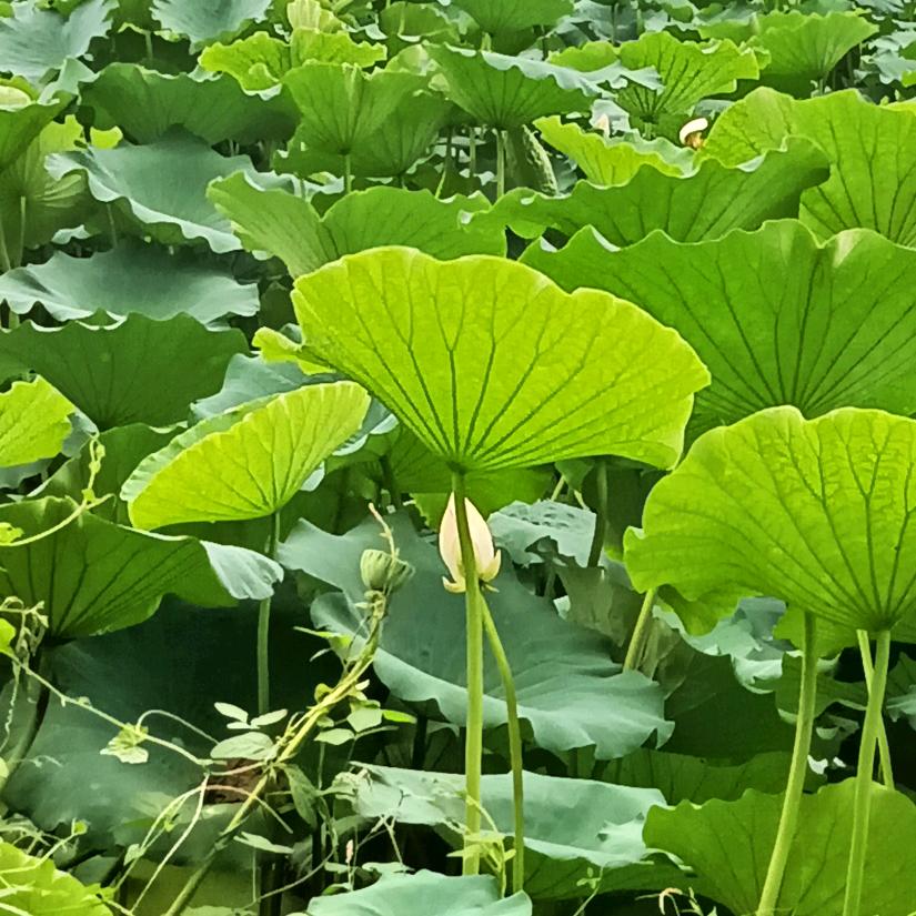 吴家二姐，吴荣青